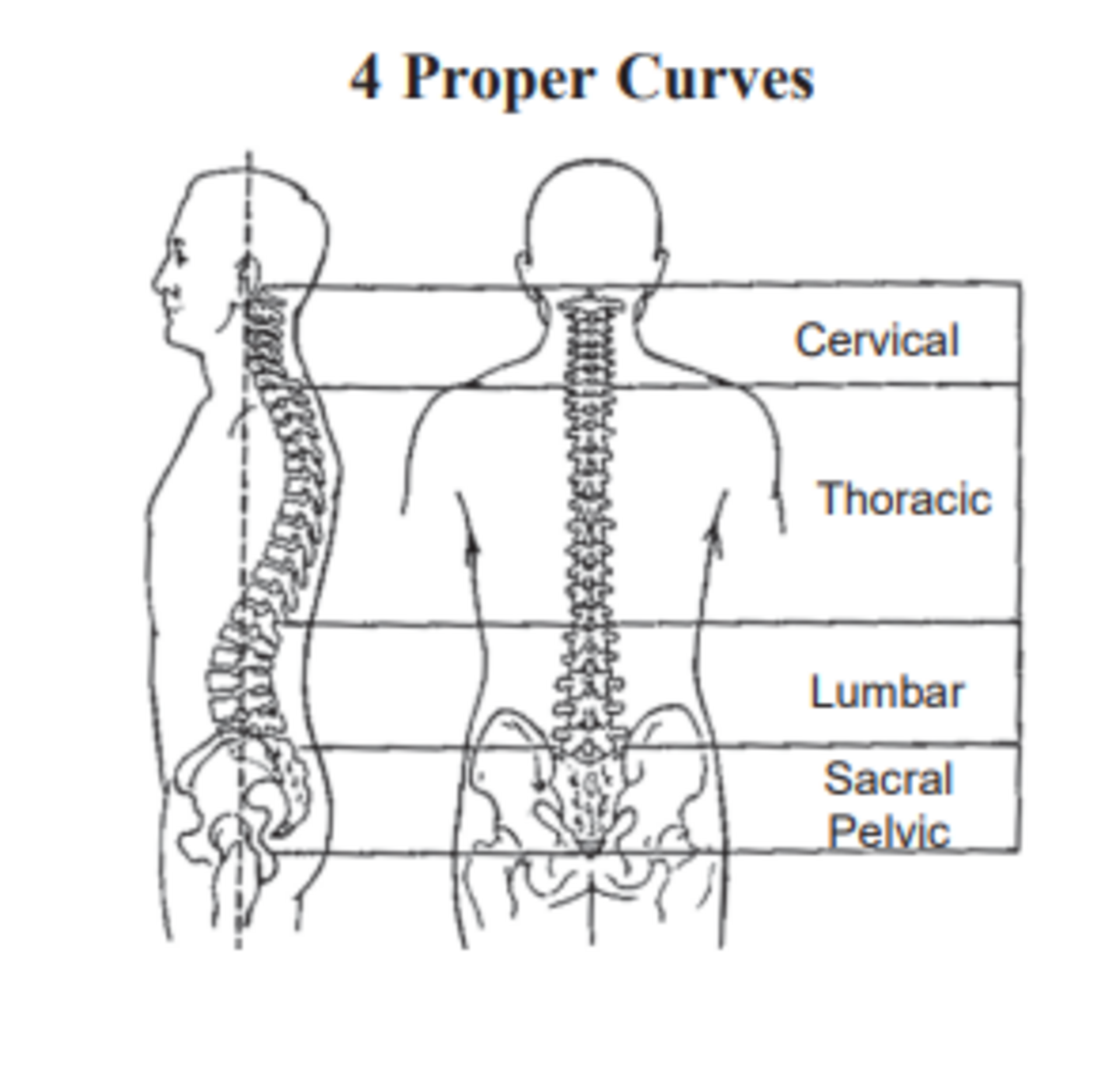 Posture Exercise Program