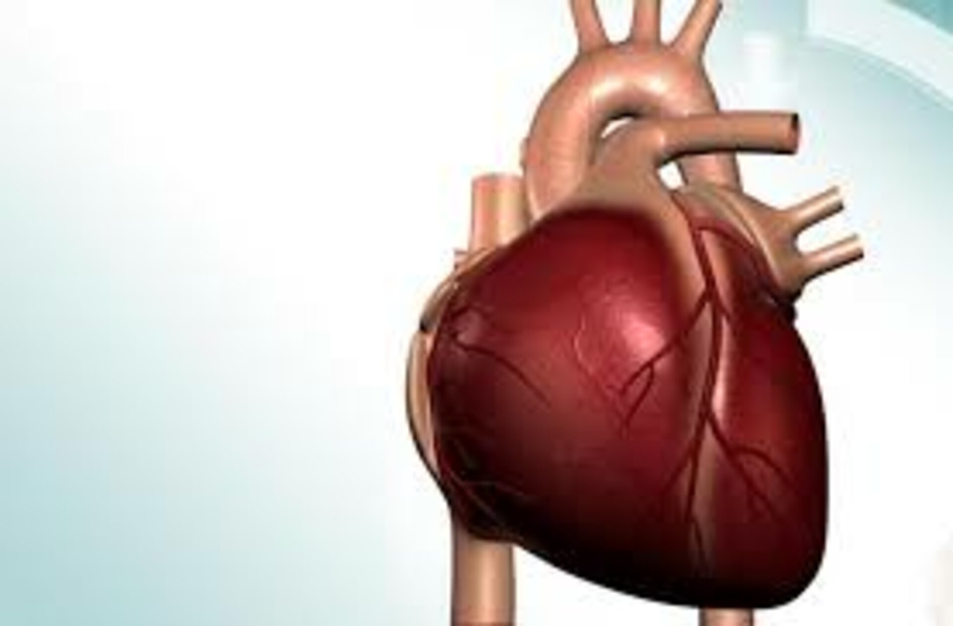 heart